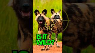 WILD DOG HUNTING