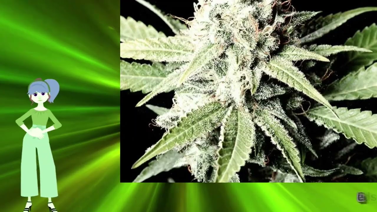 Auto Great White Shark – New 420 Guy Seeds