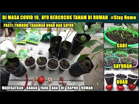 Video: Biji Bunga Untuk Pemula - Bibit Bunga Terbaik Untuk Memulai