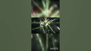 FATALITY 💥 SPAWN WINS 😈