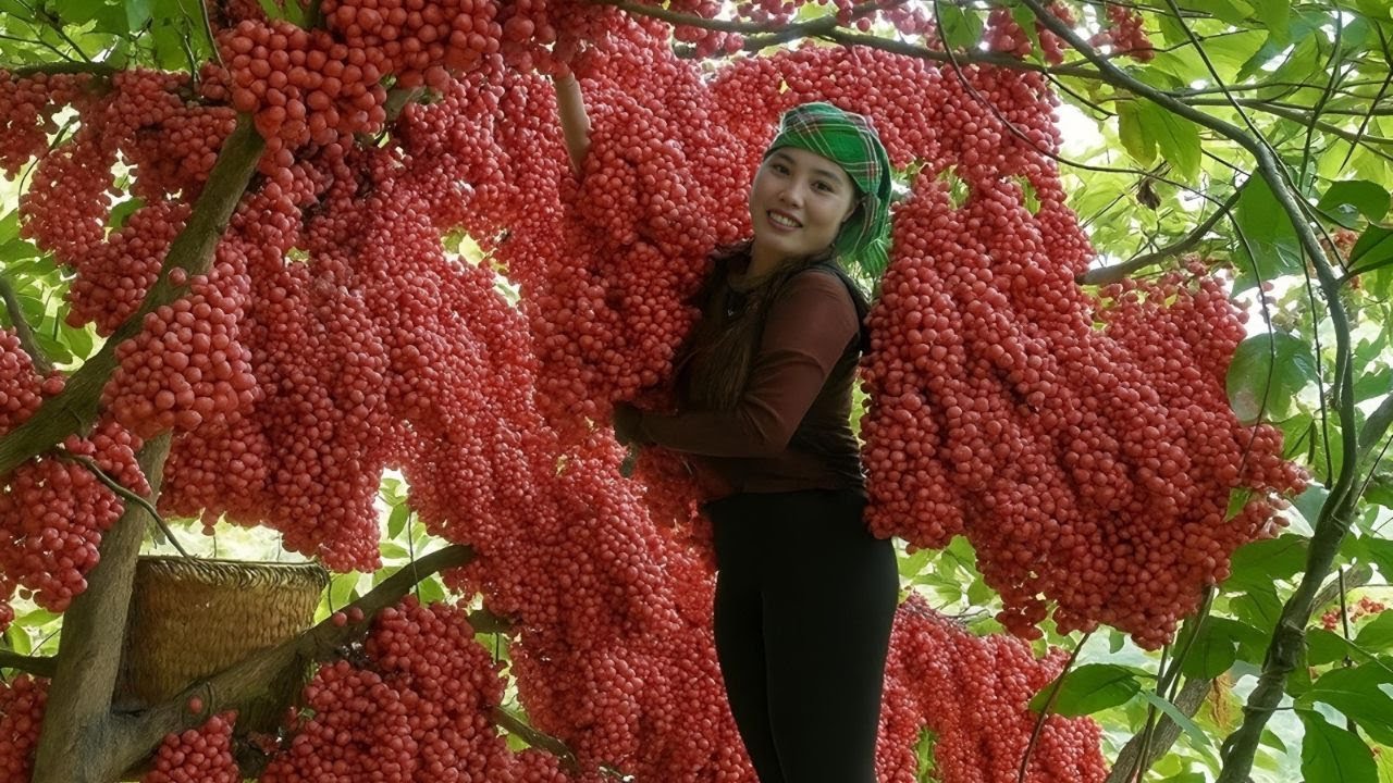 Harvest giant forest fruits to sell at the market - cook fish for little daughter to eat