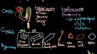 urinalysis - sediment examination