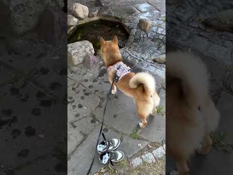 Shiba Badetag :3 #shibainu #dog #hund