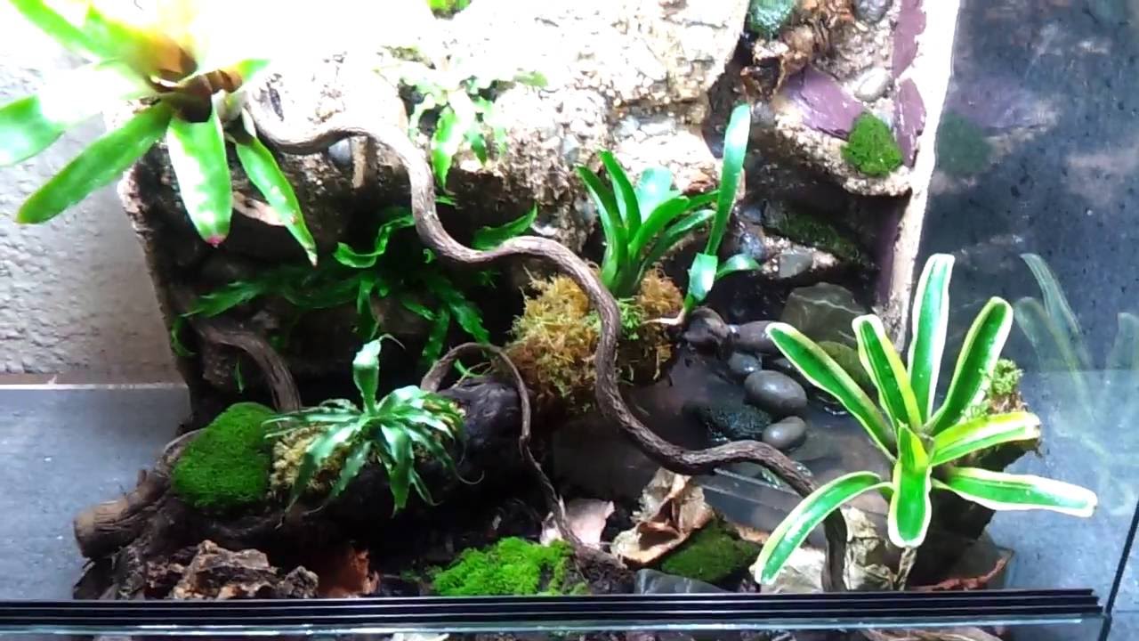 Dart frog paludarium rainforest setup waterfall - YouTube