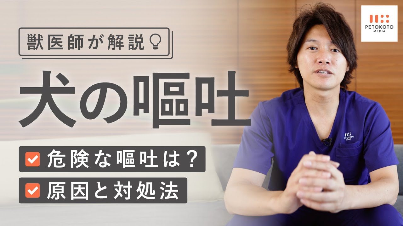 犬の嘔吐 愛犬が吐いた時どうする キケンな嘔吐の見分け方と 嘔吐に潜む病気を獣医師が解説 Youtube 犬の嘔吐 愛犬が吐いた時どうする キケンな嘔吐の見分け方と 嘔吐に潜む病気を獣医師が解説 Youtube