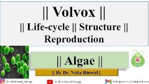 Volvox Lifecycle || Detailed Video || Thallus Structure Reproduction || #botany #upsc #rpsc #mppsc