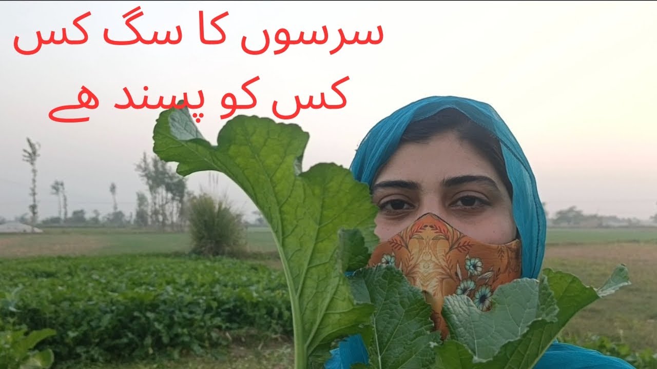 سرسوں کا ساگ کس کس کو پسند ھے