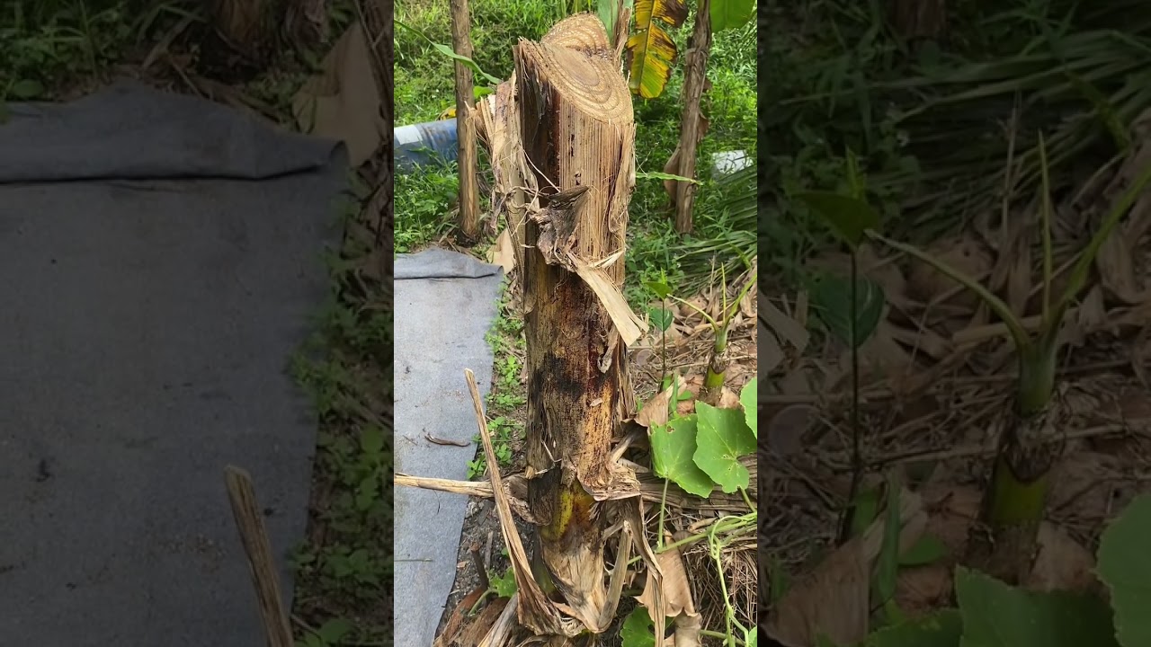 Pisang Nangka Dah Ditebang!!👍🏻🤲🏻🍌👀#kebun #pisang #pisangnangka#kebuntepirumah 