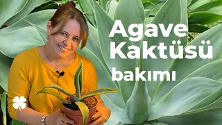 Ömründe Bir Kere Açan Agave Kaktüsü Bakımı Nasıl Yapılır?