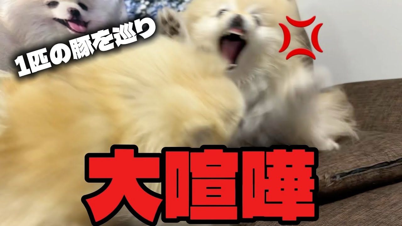 A battle between sisters begins over a single pig - YouTube