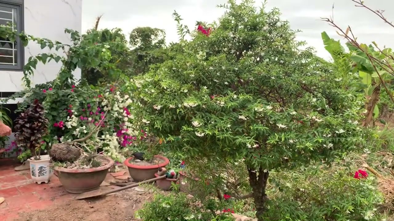 Di Sau Mien Tây  đang phát trực tiếp!