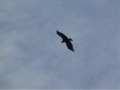 Lesser Spotted Eagle - Birds of Poland