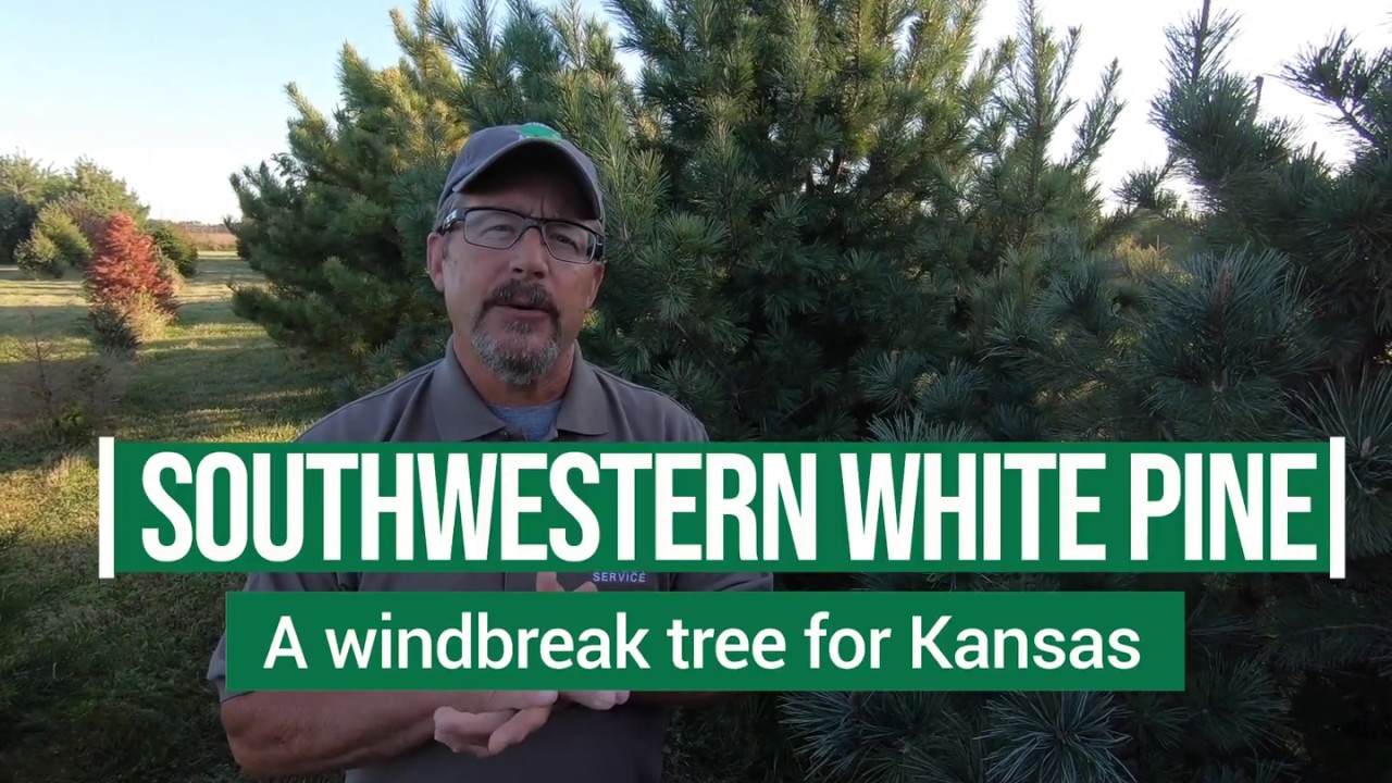 Southwestern White Pine for Windbreaks in Kansas YouTube