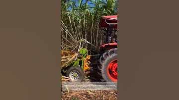 Agricultural Mechanization – Sugarcane Harvesting Process Revealed!