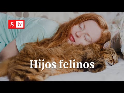 Gatos ven a sus dueños como ‘padres’, revela un estudio | Videos Semana