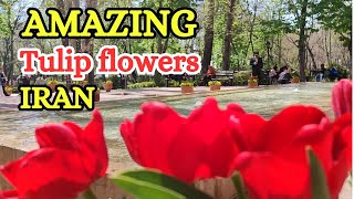 Amazing Tulip Flowers In Iran Tehran spring 2024