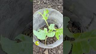Si Tus Plantas Aparecen Cortadas. Protégelas