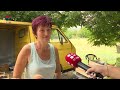Smokva u Hercegovini najtraženije voće (VIDEO)