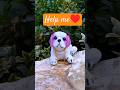 #dog #puppy #alibabaitems