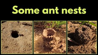ANT NESTS  learn about 3 different types
