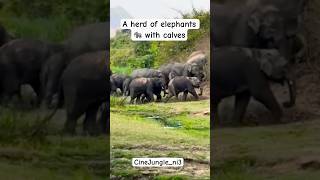 A herd of elephants 🐘 with calves #wildlife #elephant #claf #elephants #shorts #shortsfeed