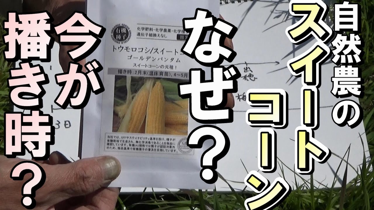 【自然農】　2022年4月3日　自然農のスイートコーン　なぜ今が播き時か？【natural farming】