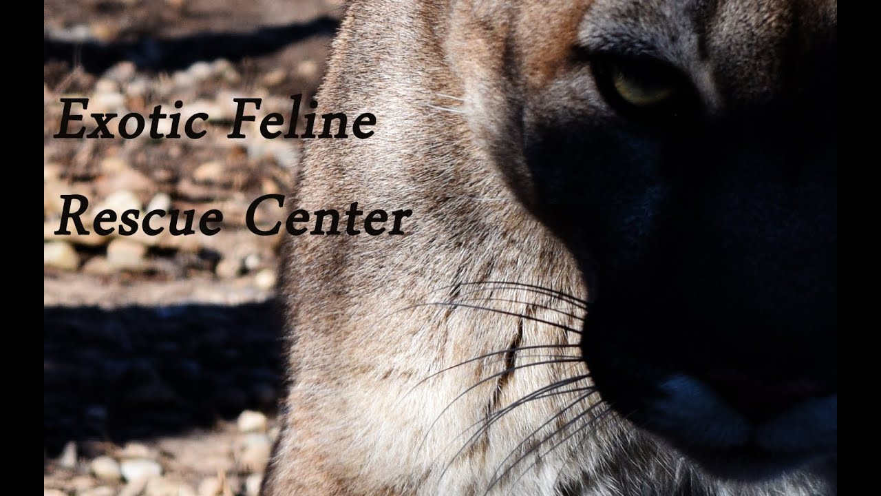 amphibians nedir Exotic Feline Rescue Center, Center Point Indiana