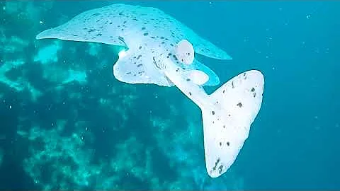 Santa Barbara and Farnsworth: my first torpedo ray...