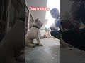 dog training#🐕#video#share#viral#subscribe#contact#7988150626