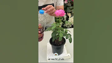 اسرار تسميد الورد الجوري 