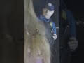 HAAAAAAMERED! GEEZ #bodycam #arrest #dui #police