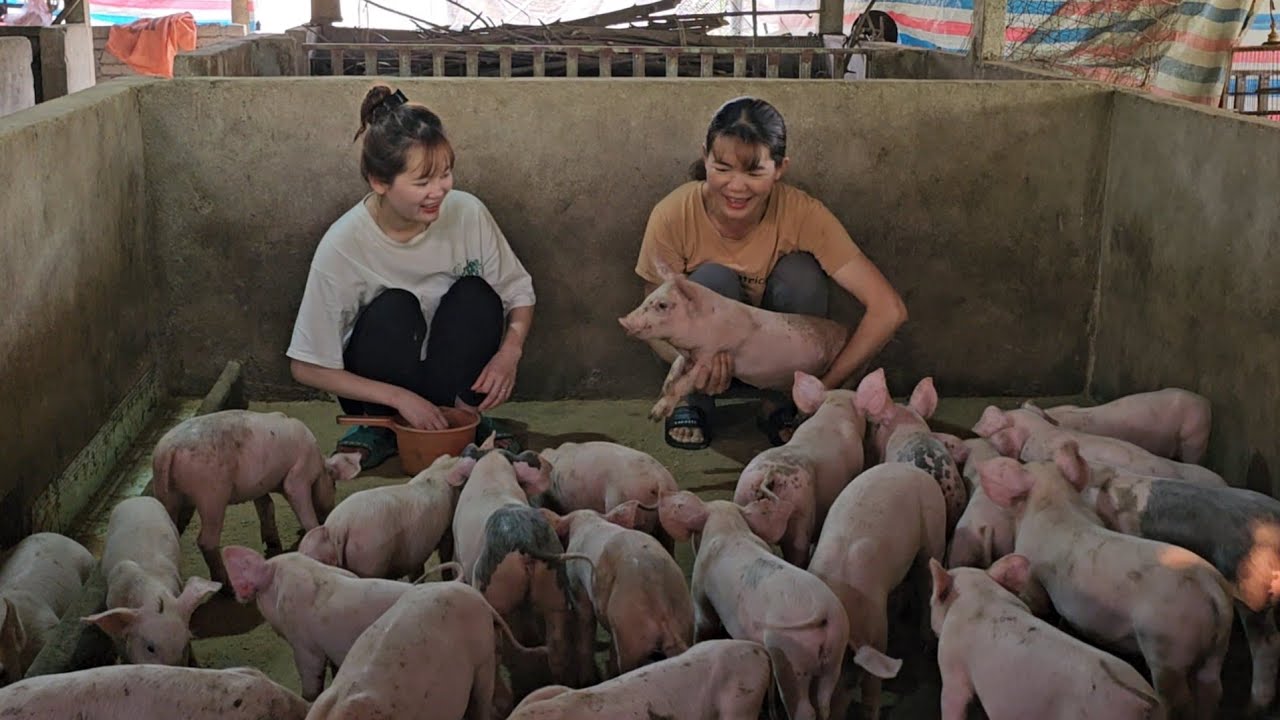 Catching pigs to sell to traders.  Take care of the sows with her daughter.  (Episode 152).