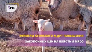 картинка: Фермеры Агинского ждут повышения закупочных цен на шерсть и мясо