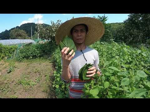 Video: Japonijos Grožio „Perilla“reprodukcija
