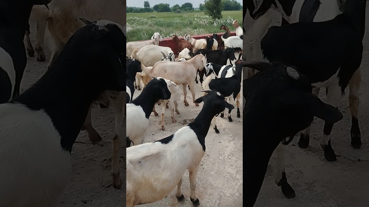 #bhojpuri #khesarilalkajalraghwani #song