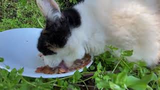 【BGM付き】別の方でゆっくりとご飯を食べる野良猫　Stray cat slowly eating food at another