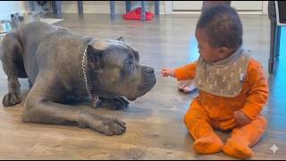 This 130lb Cane Corso Thinks He's Smaller Than the Baby