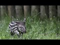 Meet the first tapir calf born in the wild in Rio de Janeiro State in a century