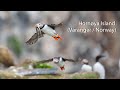 Hornøya Island (Varanger / Norway). Arctic bird paradise.