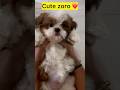 Marakama Subscribe Panniduga Trendingshorts Pets Shihtzu Cute Puppy Tamil Ytshorts Viral 