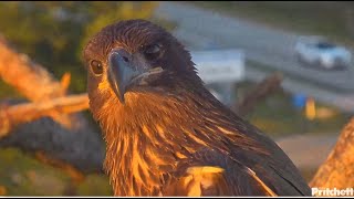 SWFL Eagles ~ Gorgeous Closeups & Glamour Shots Of E23 At Sunset ~ 113 Days old! 4.22.24