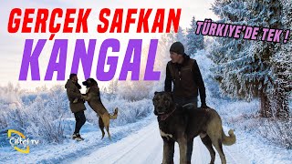 Gerçek Safkan Kangal / Türkiye'de Tek!  Türk Aslanları