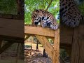 Jaguar Reaction To Catnip! ADORABLE