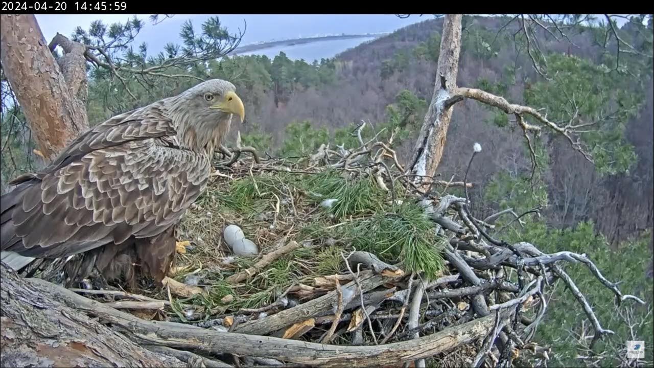 Орланы Чулман и Кама в НП Нижняя Кама 20.04.2024 14:45 - YouTube