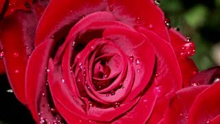 1 HOUR - MEDITATION MUSIC - Beautiful Red Roses - JUST RELAX & UNWIND screenshot 1