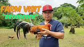 Jm Fantastic Gamefarm San Pablo City Laguna Youtube Jm Fantastic Gamefarm San Pablo City Laguna Youtube