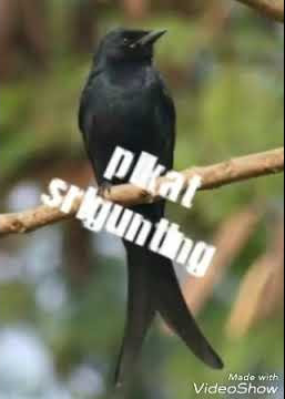 Suara pikat srigunting cocok jga bwat masteran