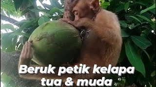 Cara melatih beruk petik kelapa tua & muda