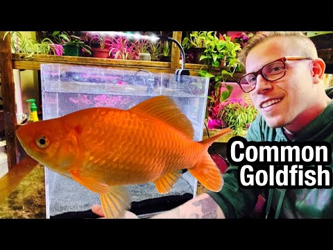 how to take care of goldfish in an aquarium