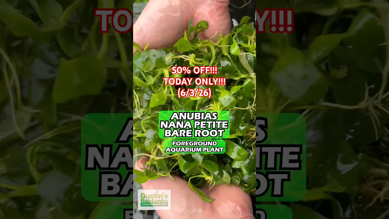 🚨 50% OFF 🚨 Anubias Nana Petite BARE ROOT! Today Only (6/3/26)!!!